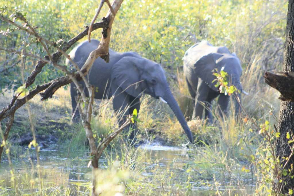 Elephants in Mosiotunya National park